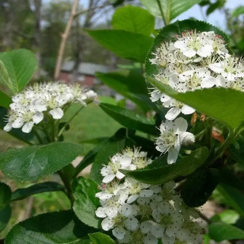 Aronia x prunifolia Brilliant