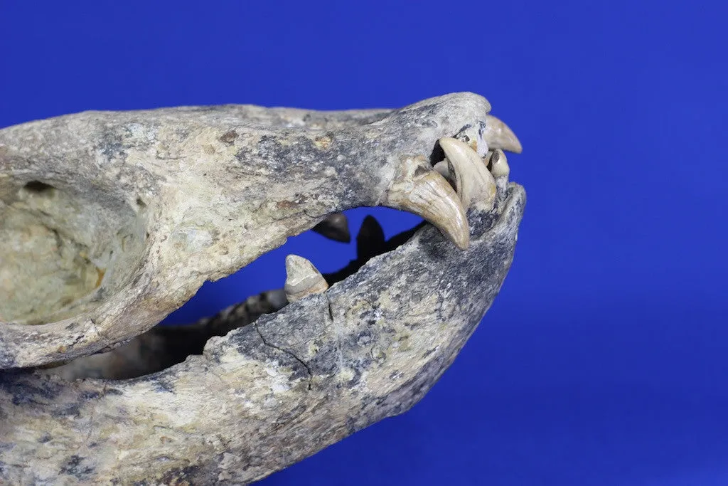 Prehistoric Sea Lion Skull, Rare Specimen - 16”