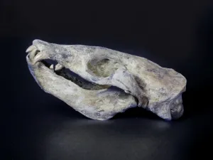 Prehistoric Sea Lion Skull, Rare Specimen - 16”