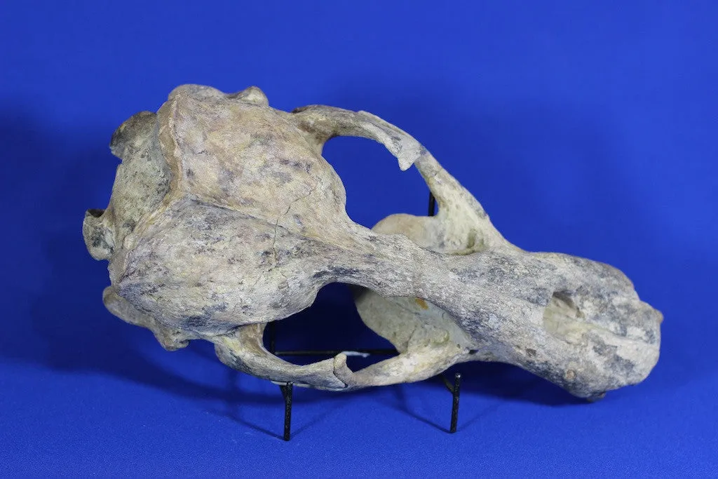 Prehistoric Sea Lion Skull, Rare Specimen - 16”