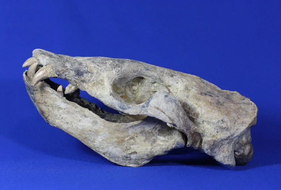 Prehistoric Sea Lion Skull, Rare Specimen - 16”