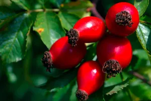 Rosehip Seed